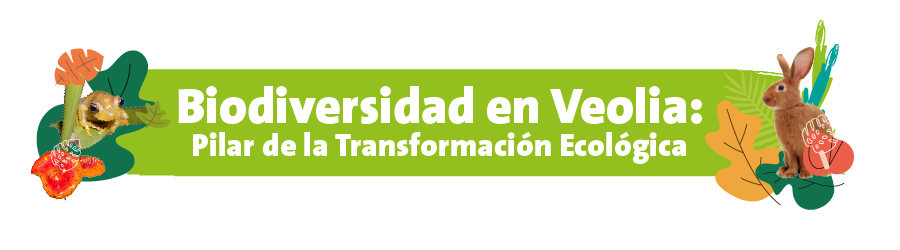 Veolia comprende la biodiversidad como un pilar fundamental para la sostenibilidad ambiental y económica. Asume su responsabilidad en la preservación e integración de la biodiversidad dentro de sus estrategias de negocio y operaciones, reconociéndola como esencial para el bienestar y el desarrollo de los territorios. A través de acciones concretas, Veolia contribuye activamente a la conservación y restauración de la biodiversidad, trabajando por un futuro más sostenible.
