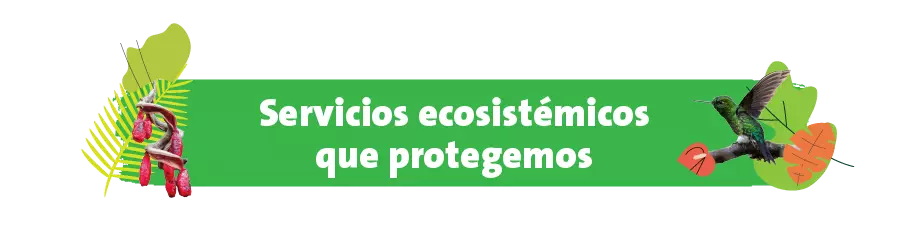Servicios ecosistémicos que protegemos